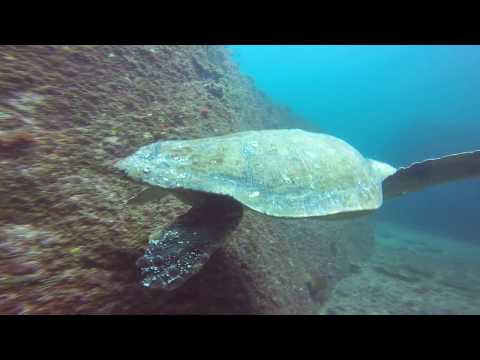 Jetty Dive Centre