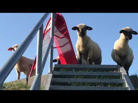 , title : 'Schafe auf dem Deich Deichschafe in Ostfriesland Impressionen east Frisia sheep on dike impressions'