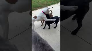 Video preview image #1 American Pit Bull Terrier-Unknown Mix Puppy For Sale in Germantown, OH, USA