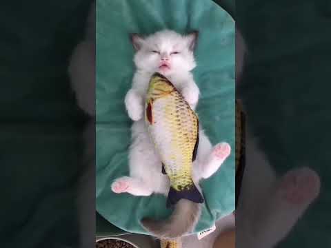 Kitten 😸 and fish cuddle #Kitten #cats #pets #fish #meow