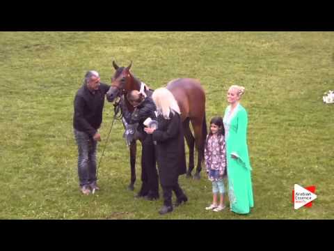 2nd Place N.117 MARYSE OS - Ströhen 2015 B-Show - Junior Fillies Championship (Class P)