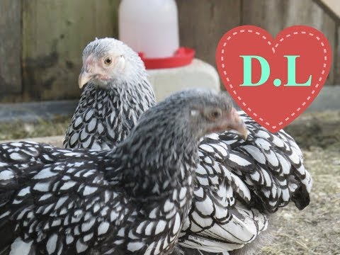 Wyandotten.Eingewöhnung, Hahn,Hund und Huhn aneinander gewöhnen