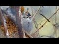 Brids Status Birds Whatsapp Status Full Screen 4k Free Video Birds Story In Tamil