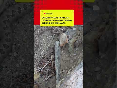 Encontró un reptil de gran tamaño mientras recorría una antigua mina de carbón