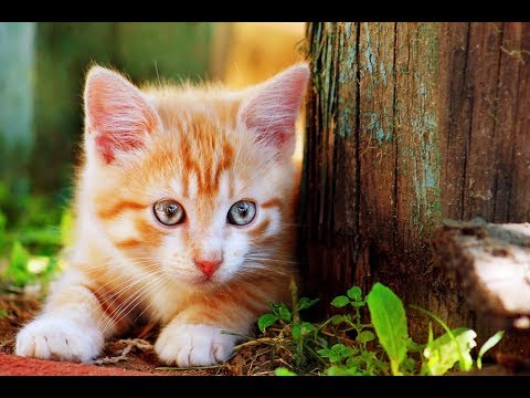 What Causes Kitten Bad Breath