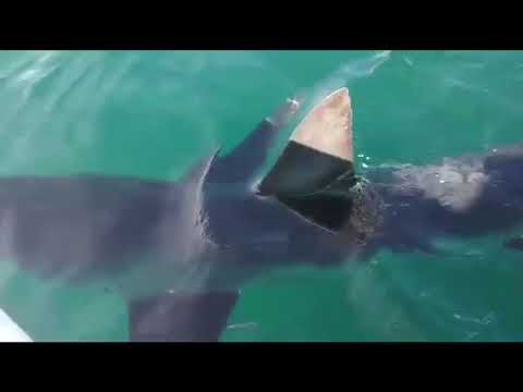 Tiburón Mako Playa el Saltito