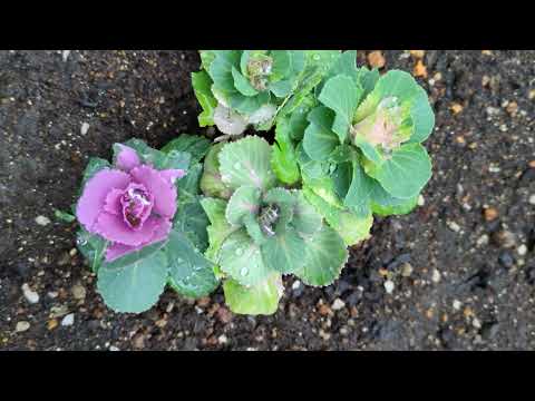 雨キャベツ、一般的な雨キャベツ 植物