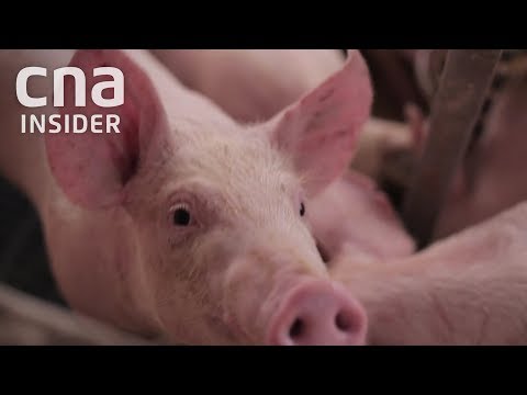 Where Pork Comes From: Malaysia Pig Farm To Singapore