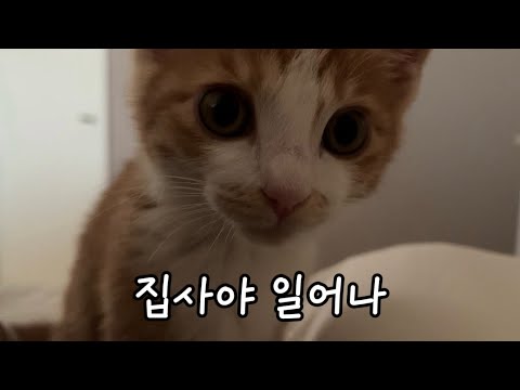 주말 아침 집사 시점 체험하기
