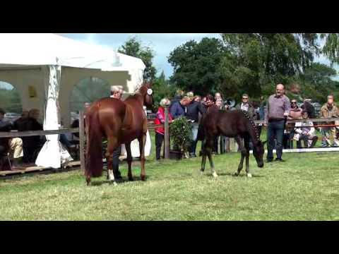 Sudweyher Fohlenschau 2016 - Kat.-Nr. 11