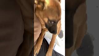 Video preview image #1 German Shepherd Dog-Unknown Mix Puppy For Sale in San Diego, CA, USA