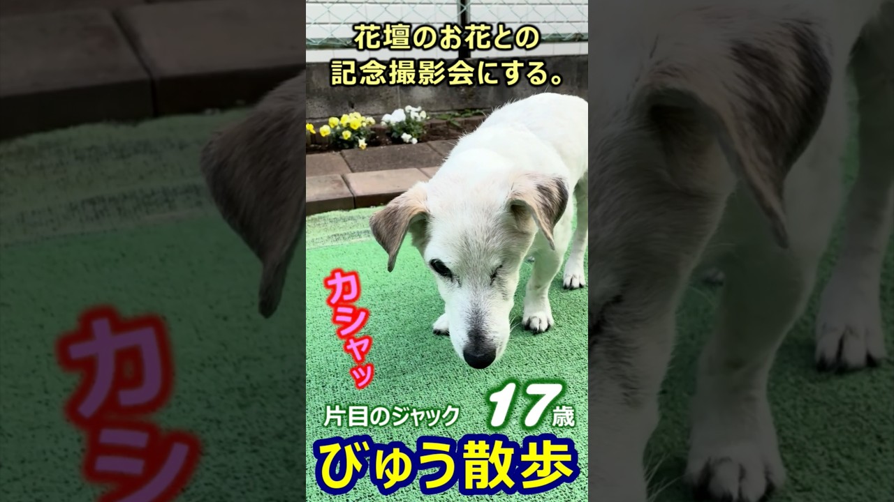 びゅう散歩221. お散歩のかわりに  2026/03/23【片目のジャックラッセル 】One-Eyed Jack Russell Terrier
