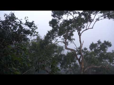 Black Gibbon and Jungle sounds (MUST HEAR!)
