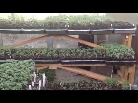 download lagu mp3 mp4 Greenhouse Tomato Seeds Sale, download lagu Greenhouse Tomato Seeds Sale gratis, unduh video klip Greenhouse Tomato Seeds Sale