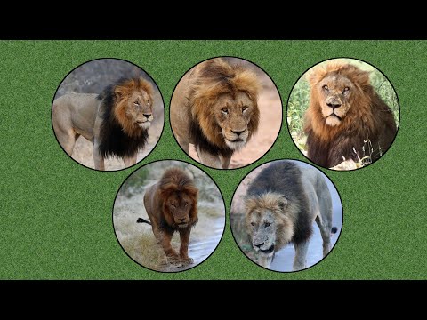 The Story of Fabulous Mantimahle Coalition: A Symbol of Notoriety and Might..