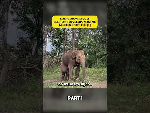 elefante fue a buscar ayuda al pueblo