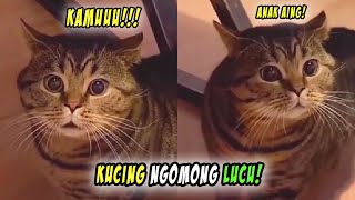 Download lagu LUCU BANGET! Momen Ketika Kucing Bisa Ngomong Lucu! Mulai Dari Tahu Bulat Hingga Agus mp3 Download lagu LUCU BANGET! Momen Ketika Kucing Bisa Ngomong Lucu! Mulai Dari Tahu Bulat Hingga Agus mp3