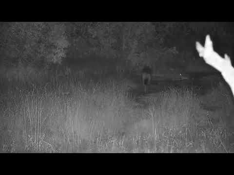 Djuma: Lone Hyena walking by - 19:36 - 02/11/2022