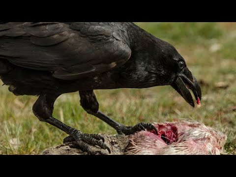 It’s a Bird EAT Bird World