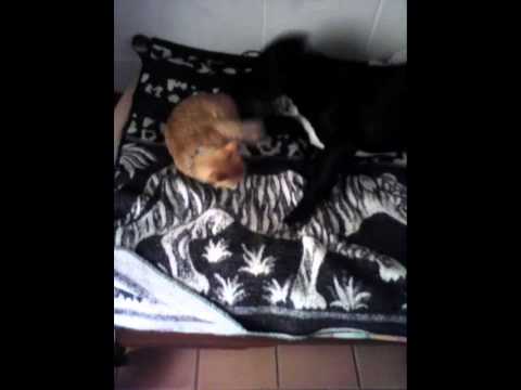 La Amistad Es Lo Mas Lindo ( Pitbull vs Gata )