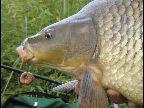 Blog: Die neuen Boilies von Matze Koch - Special Edition