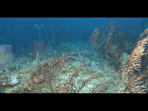 Jeff's Ledge with the Curasub at 180ft!