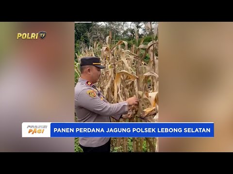 PANEN PERDANA JAGUNG POLSEK LEBONG SELATAN
