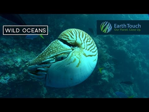 Rare encounter with a living fossil - meet the elusive nautilus!