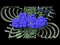 DTS Organic Digital Surround Sound Trailer
