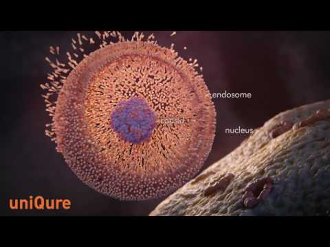 How AAV Gene Transfer Works - General Audience