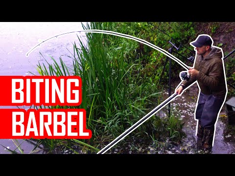 How to catch Barbel? Feeder fishing for big fish! Barbel fishing and aggressive takes
