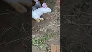 Flemish Giant Rabbits Videos