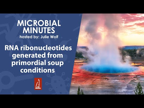 Scientists generate RNA ribonucleotides from primordial soup conditions