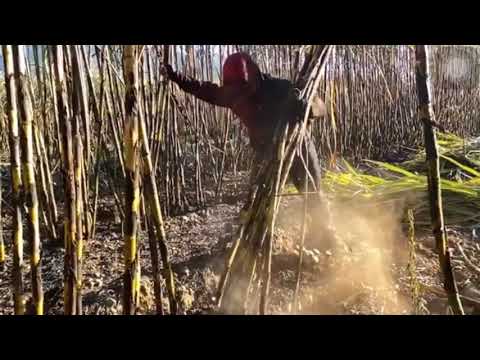 Como se cosecha la caña de azúcar a mano Parte II