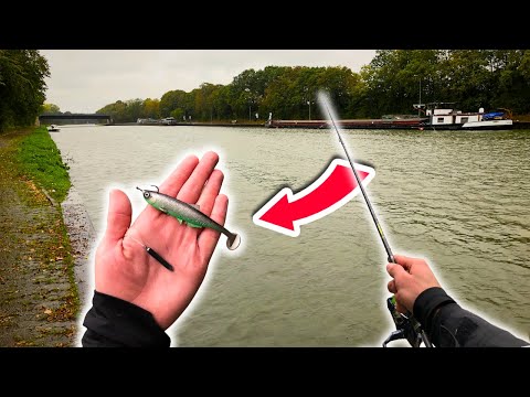 Dieses RIG ist super FÄNGIG! So fängst du Zander mit Drop Shot im Kanal