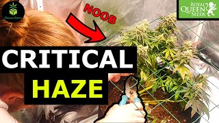 COMPLETE Small Beginner Grow -Critical Haze (Royal Queen Seeds)