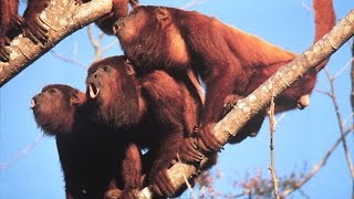 Calls vs. balls: An evolutionary trade-off