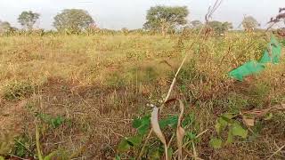 🙏18. Gunte agriculture farm landa for sale malavalli near  .total price  22 lakh 🙏