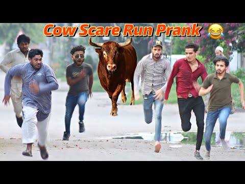 Fake Cow Run Prank 😂@ThatWasCrazy