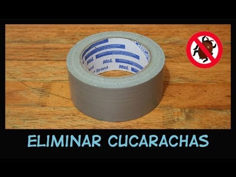 Eliminar cucarachas: remedio natural casero sin químicos