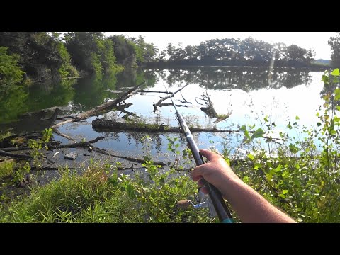 The abandoned quarry full of rare fish