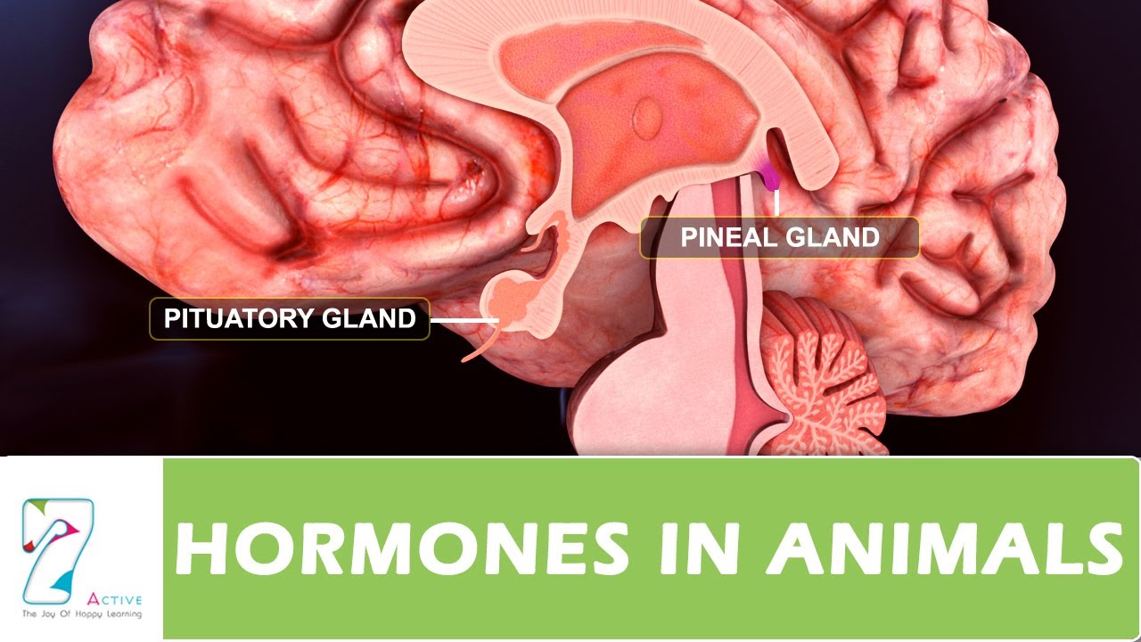 HORMONES IN ANIMALS