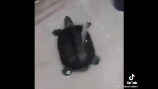 Cover art for wash your bum bum