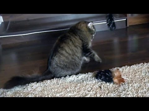 Pet Ed: Exercises for cats