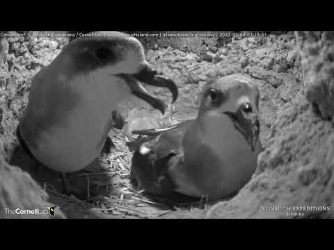 Egg Alert! Female Bermuda Petrel Reunites With Mate And Lays Egg | Cahow Cam 1 – Jan. 8, 2023