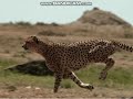 Sesame Street Cheetah Chase Wildebeest Film