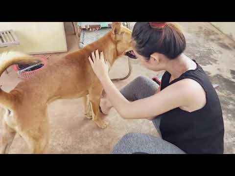 A girl and a dog 002 ▶5:25