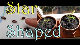 Growing Starfruit From Seed - Sprouting Them Is The Easy Part