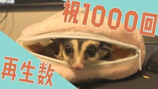 【フクロモモンガ】ポーチにはいるようになりました【SUGAR GLIDER】