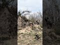 Vulture Surrounded By Wild Dogs